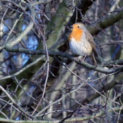 Photo of Baggeridge Country Park