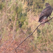 Photo of Savernake Forest