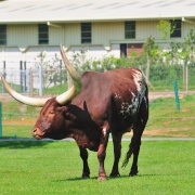 Photo of Woburn Safari Park