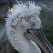 Photo of Exmoor Zoo