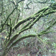 Photo of Black Firs Wood