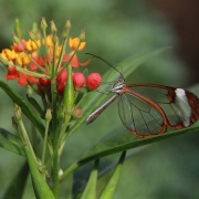 Photo of Buckfast Butterfly & Dartmoor Otter Sanctuary