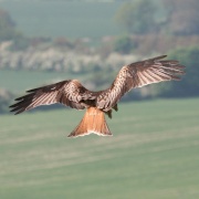 Photo of Christmas Common