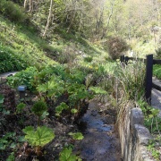 Photo of Shanklin Chine