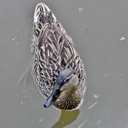 Photo of Pooley Country Park