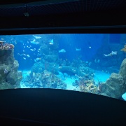 Photo of National Marine Aquarium, Plymouth