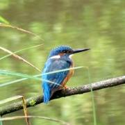 Photo of Gooderstone Water Gardens