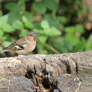 Photo of Warnham Nature Reserve