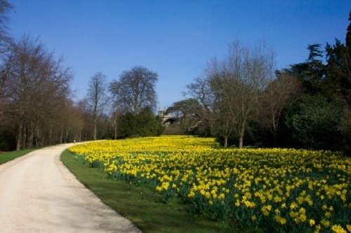 Daffodils along path at Blenheim