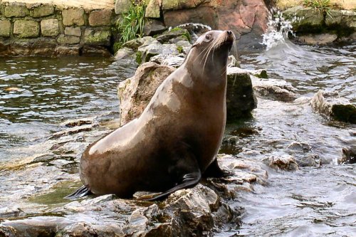 Sealion