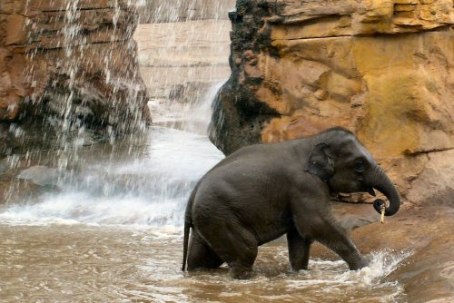 Baby Elephant