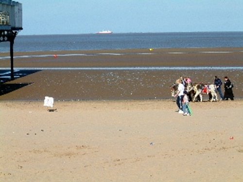 Cleethorpes beach donkeys