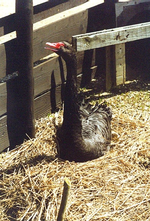 A picture of Abbotsbury Swannery