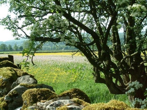 View near Buckden, Yorkshire