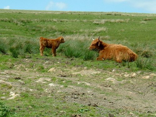 Coverdale Moors, Yorkshire