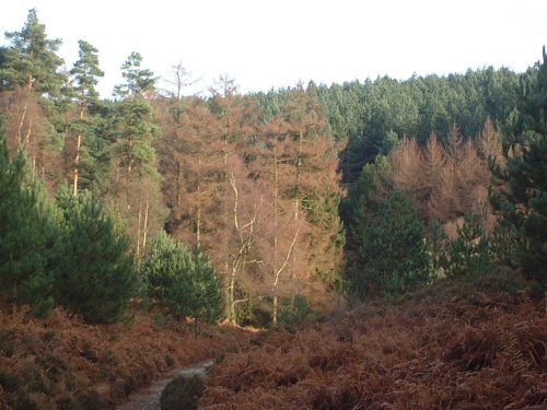 Cannock Chase Country Park