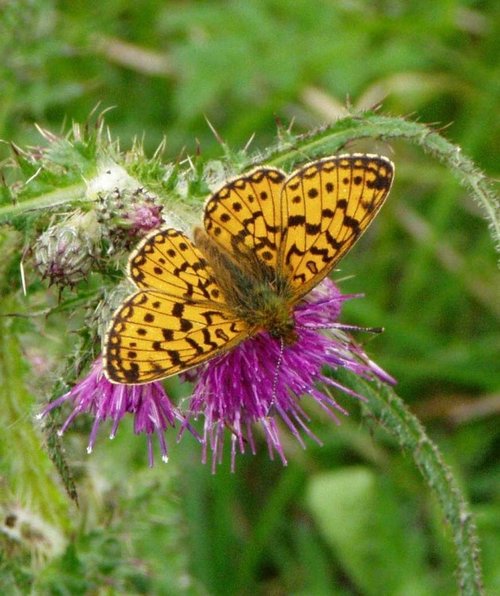 Greystoke Forest