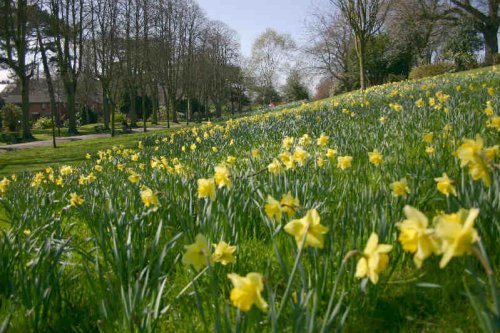 Daffodils in a small park in the town center of Aldershot, Hampshire