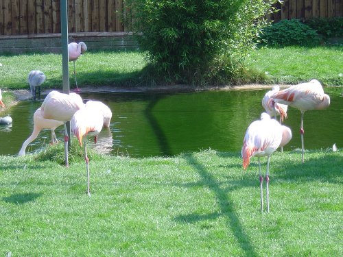 Flamingo Park, Isle of Wight