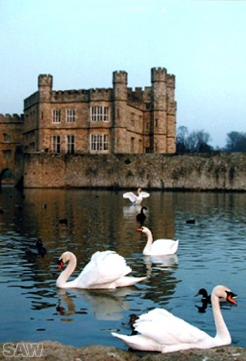 Leeds Castle Swans