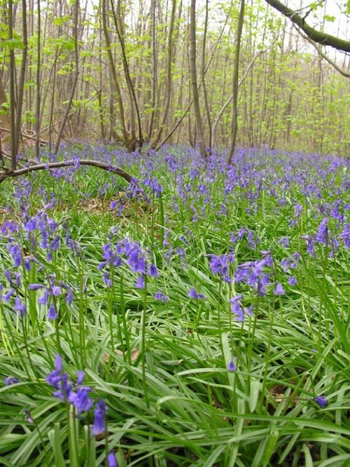 Wheelers Wood, Chippenham