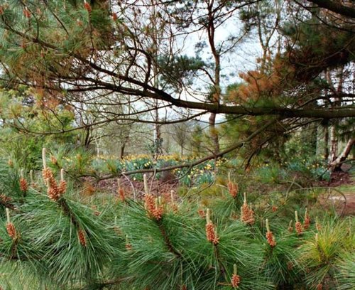 Fir cones