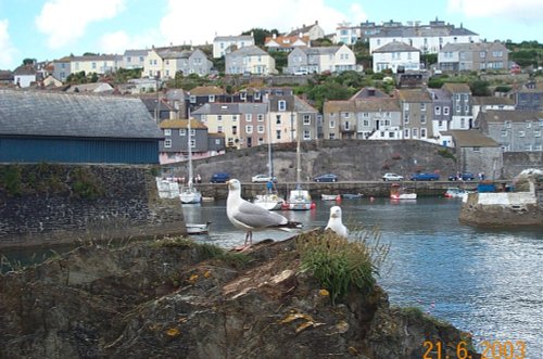 Sea Gulls at Mevagissey, Cornwall