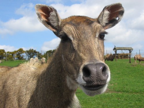 West Midlands Safari Park