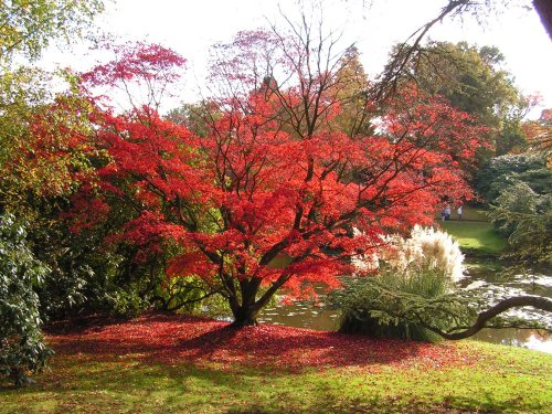 Sheffield Park & Garden