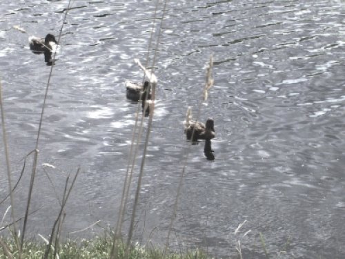 Ducks on the river walk at Clevedon, Somerset