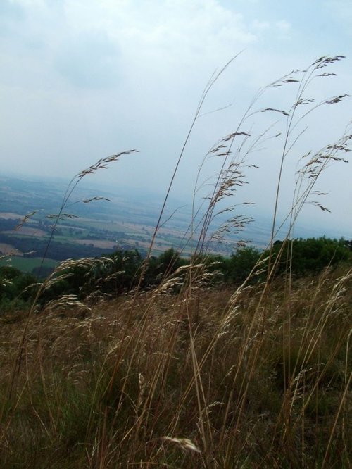 Wrekin