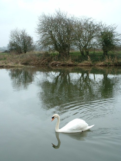 Swans on the River Stour in Wimborne Minster, Dorset