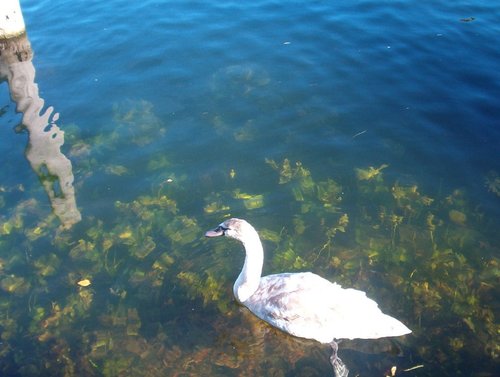 Clear Thames, at Henley on Thames, Oxfordshire