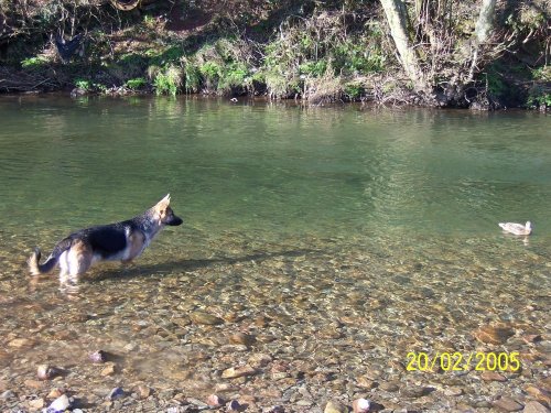 Longlands, Cleator. This is the first meeting with a duck for my pup.