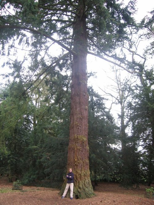 Westonbirt Arboretum. Winter Jan 2005