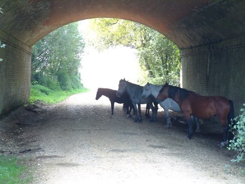 Ponies by Bakers cottage. Brockenhurst, Hampshire