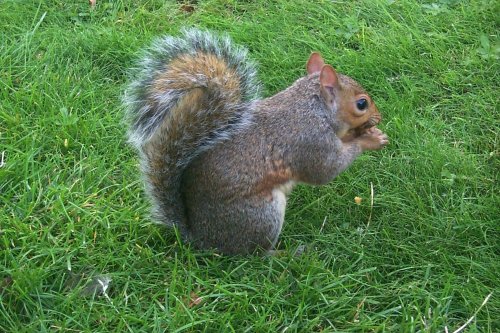 London St. James's Park - a squirrel