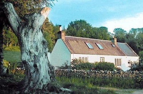 The Culcharry Oak - Reputed to be 600 years old. - Pulled down January 2005