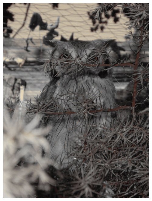 An owl at the attraction 'Paradise Park', Hayle, Cornwall.