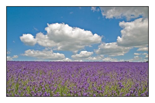 Lavendar Field in Snowshill, Gloucestershire - Taken 2004