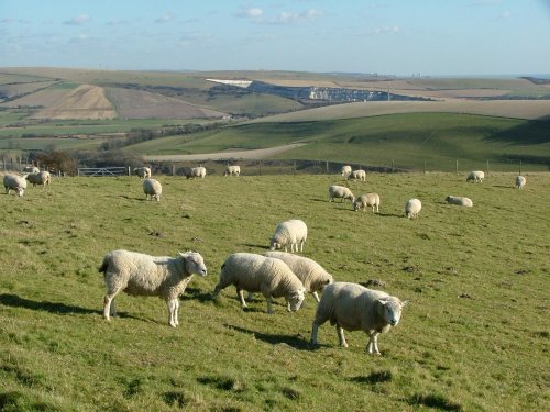 Sunny winters day on the South Downs, West Sussex.