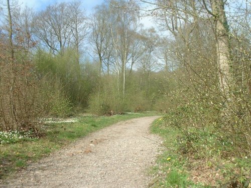 Spring comes to Hockley Woods, Essex