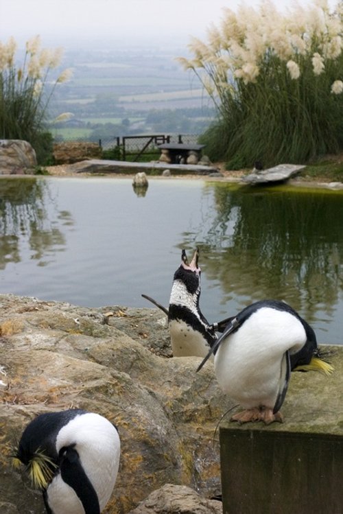 Whipsnade Wild Animal Park, Dunstable, Bedfordshire