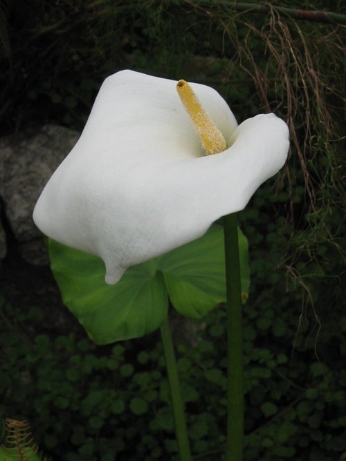 The Eden Project