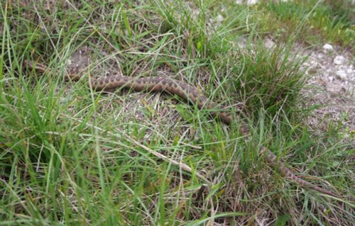 Adder