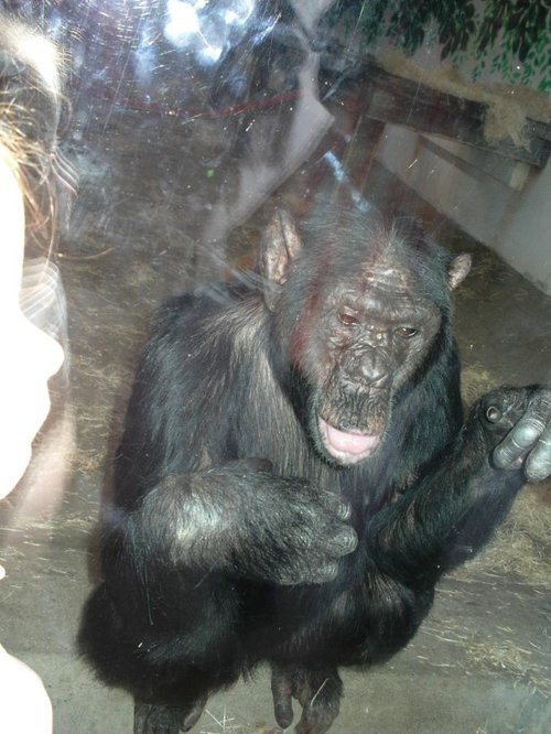 Charlie, the ex photographer chimp