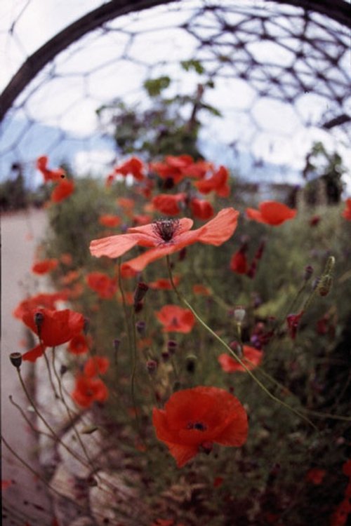 Eden Project - St. Austell - Cornwall