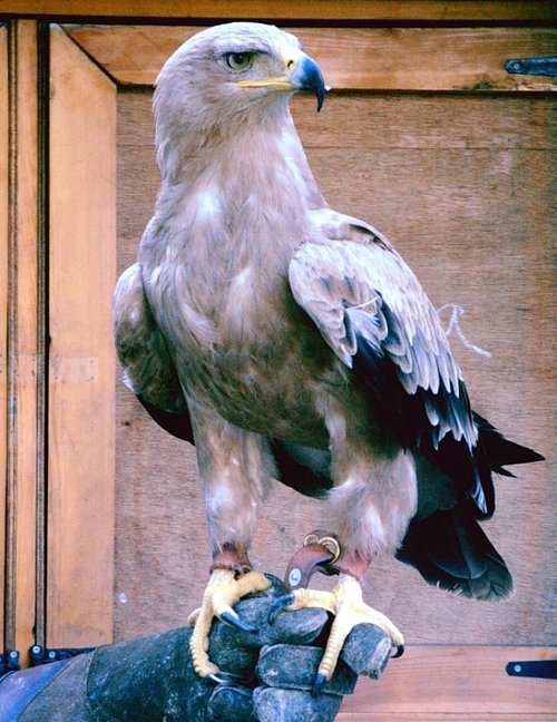 Golden Eagle during bird of prey show, Arundel Castle 30th of July 2006.