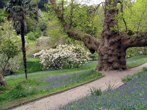 Glendurgan Garden, Nr Helford, Cornwall.