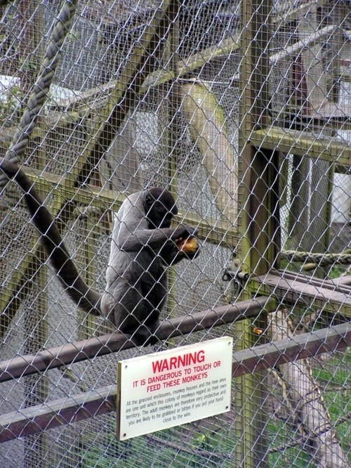The Monkey Sanctuary, Cornwall
